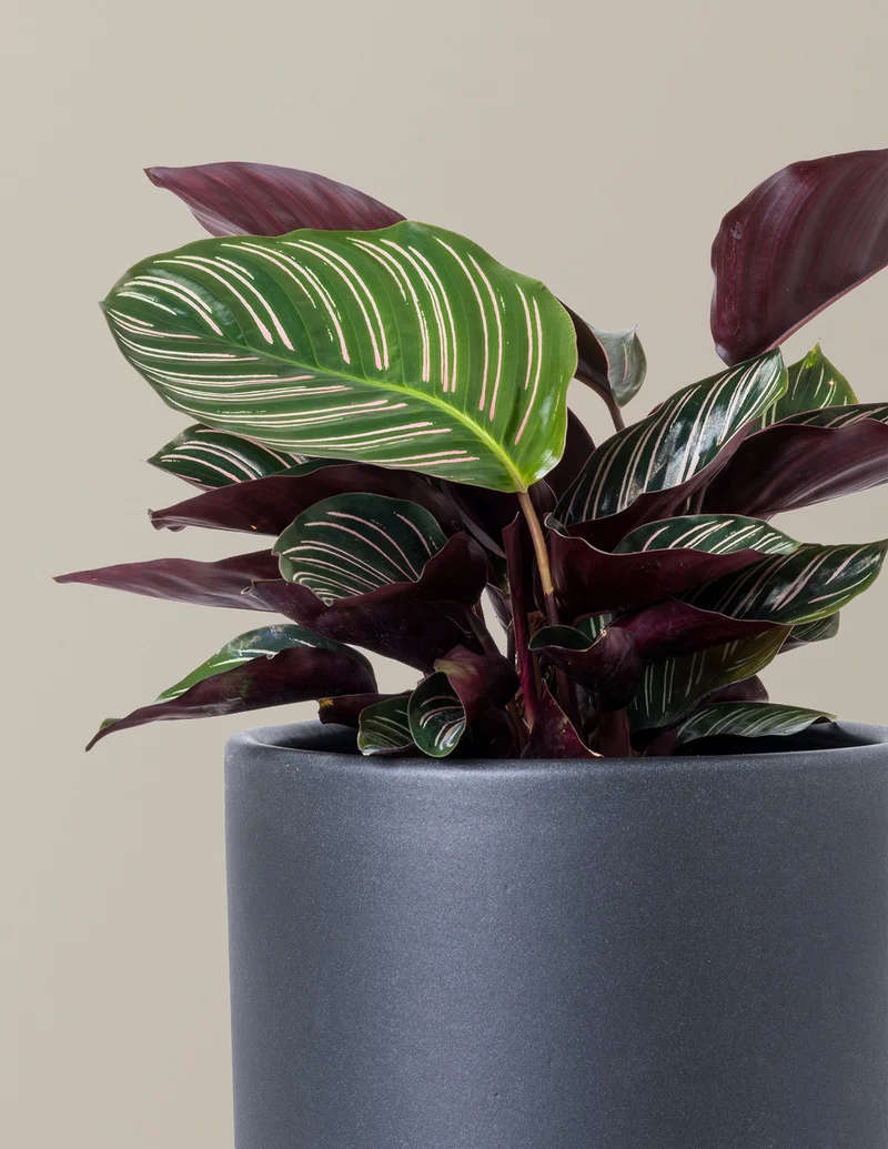 Image of Calathea Pinstripe