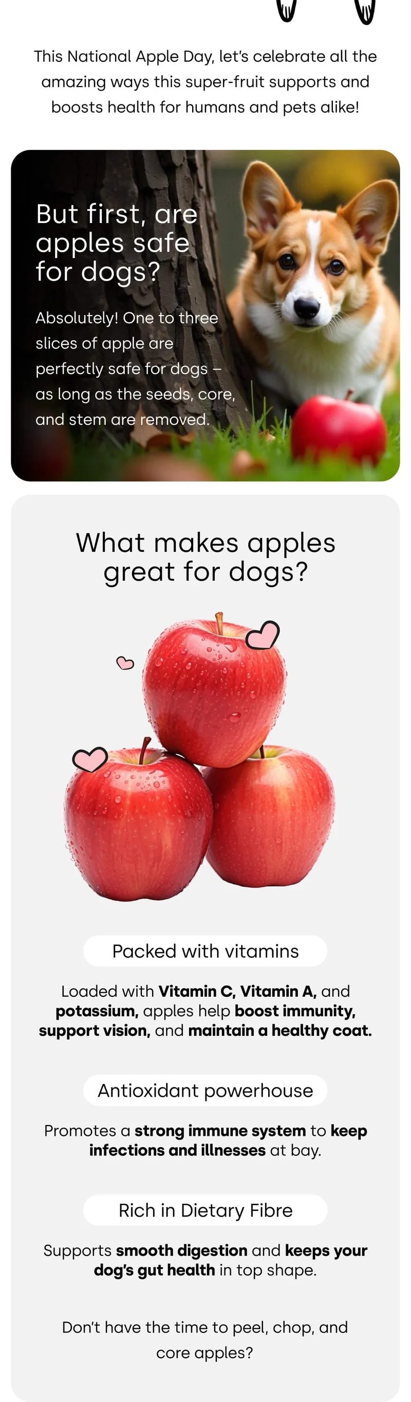 What makes apple great for dogs?