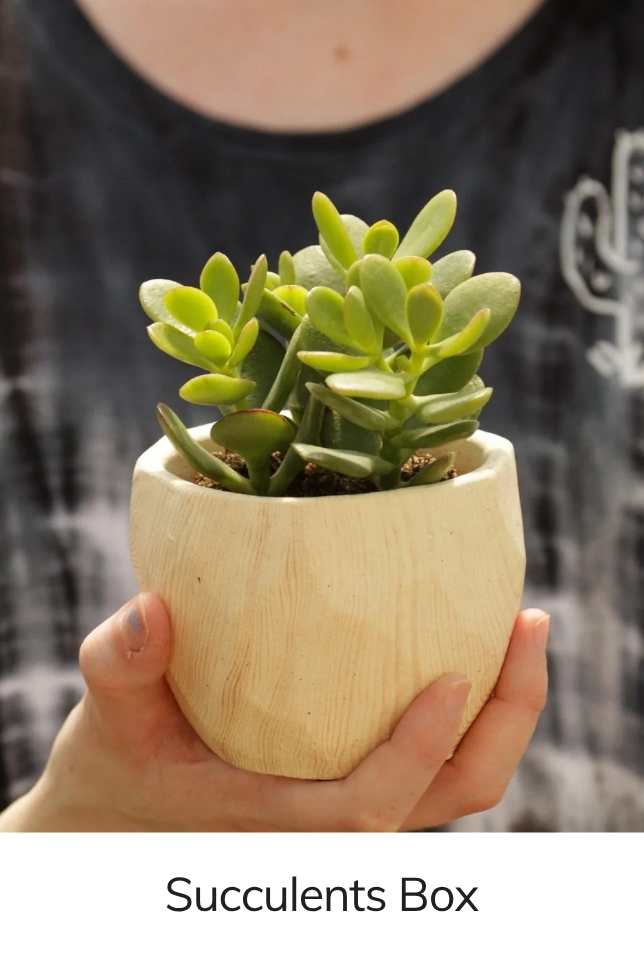 Featured Succulent from My Garden Box