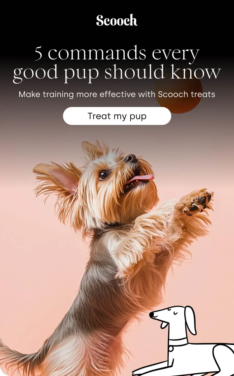 Make training more effective with Scooch treats - Treat my pup