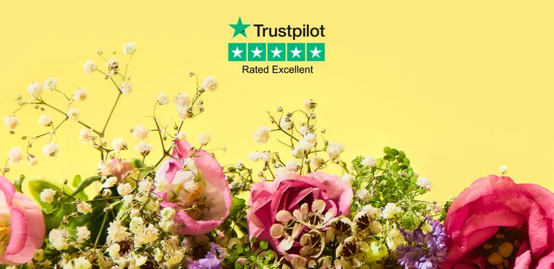 5-star Trustpilot Rated Excellence