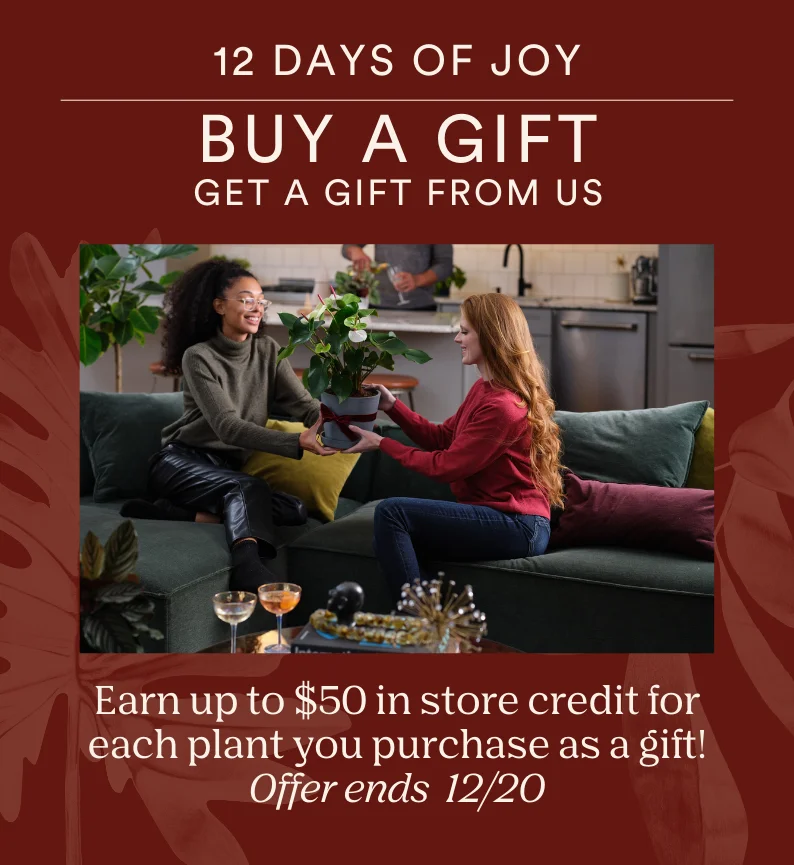 Buy a gift, earn a gift from us now - 12/20