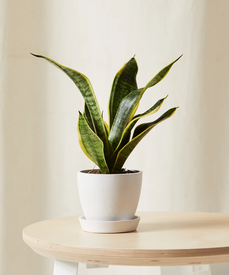 Image of Snake Plant