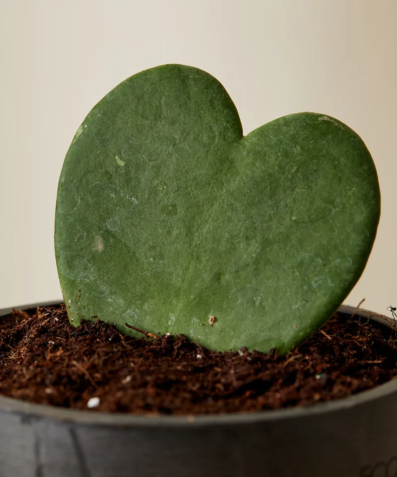 Image of Hoya Heart