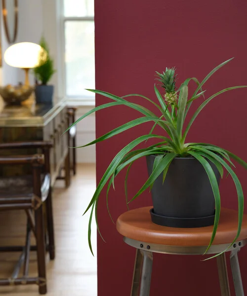 Image of Bromeliad Pineapple