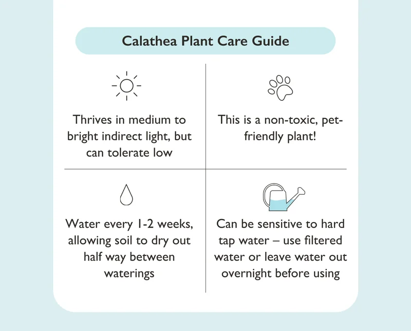 Thrives in medium to bright light! Water every 1-2 weeks. This is a non-toxic, pet-safe plant!