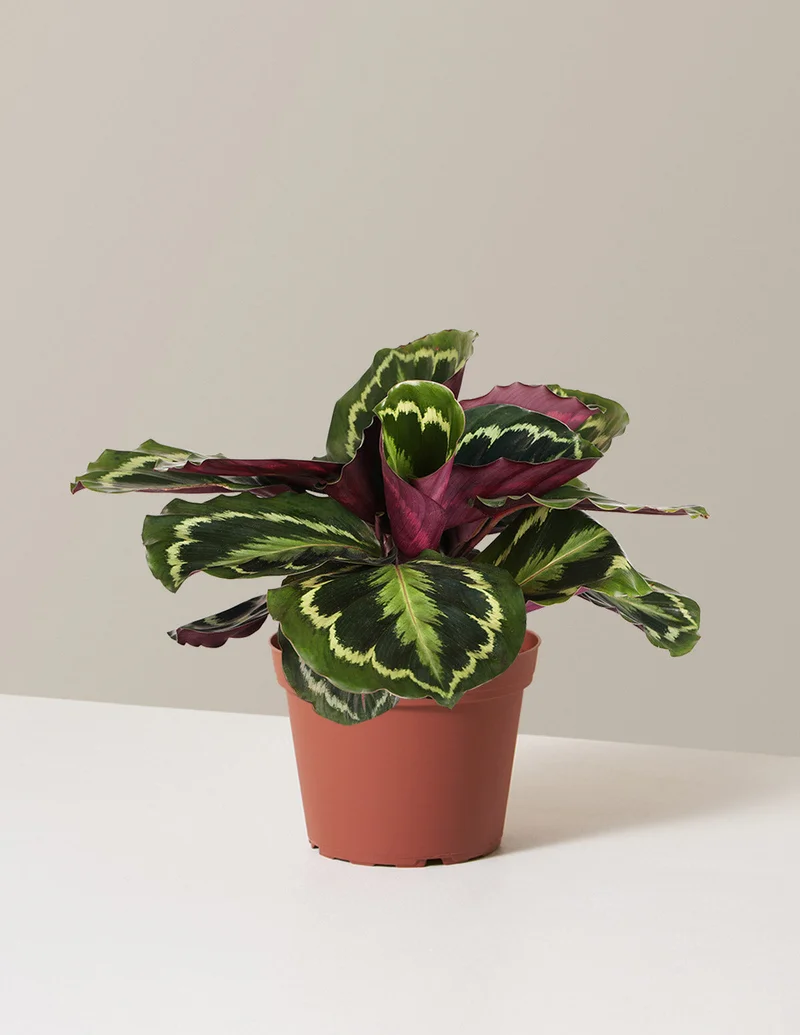 Image of Calathea Medallion