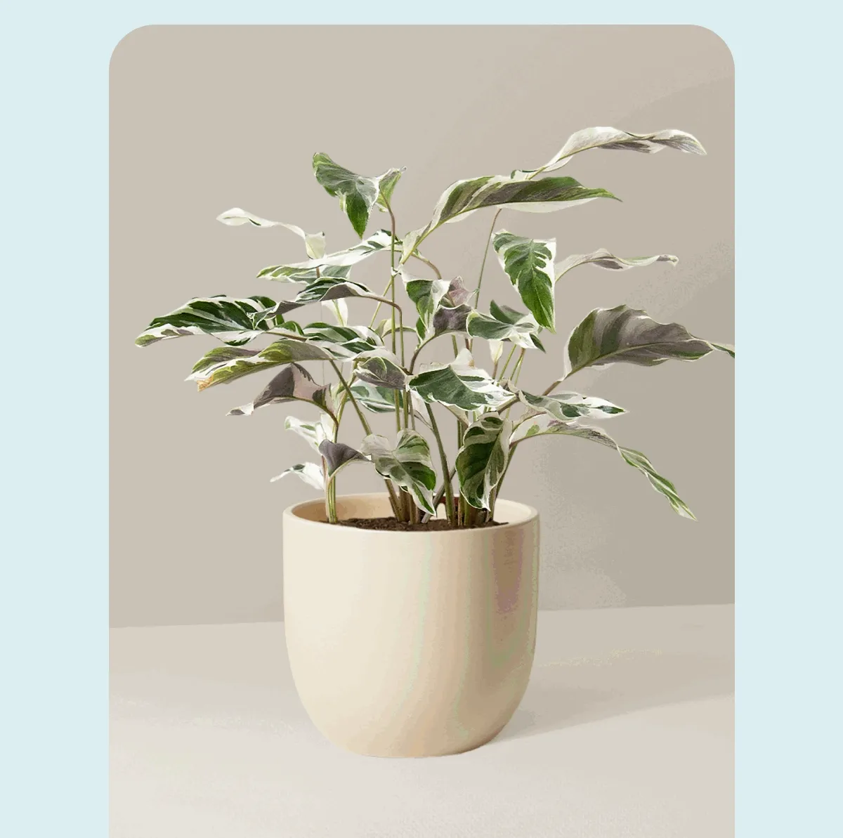 Calathea White Fusion + Grant Cream Planter