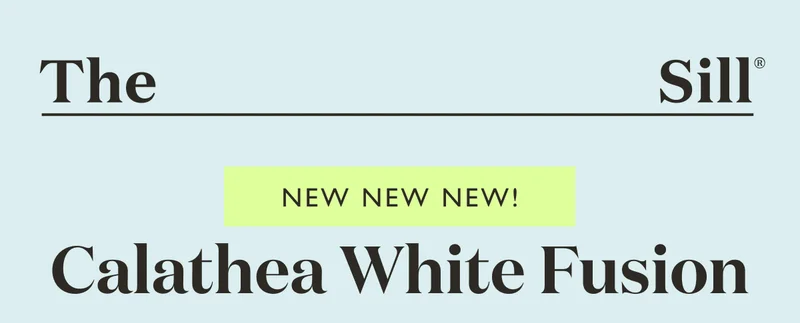 NEW: Calathea White Fusion