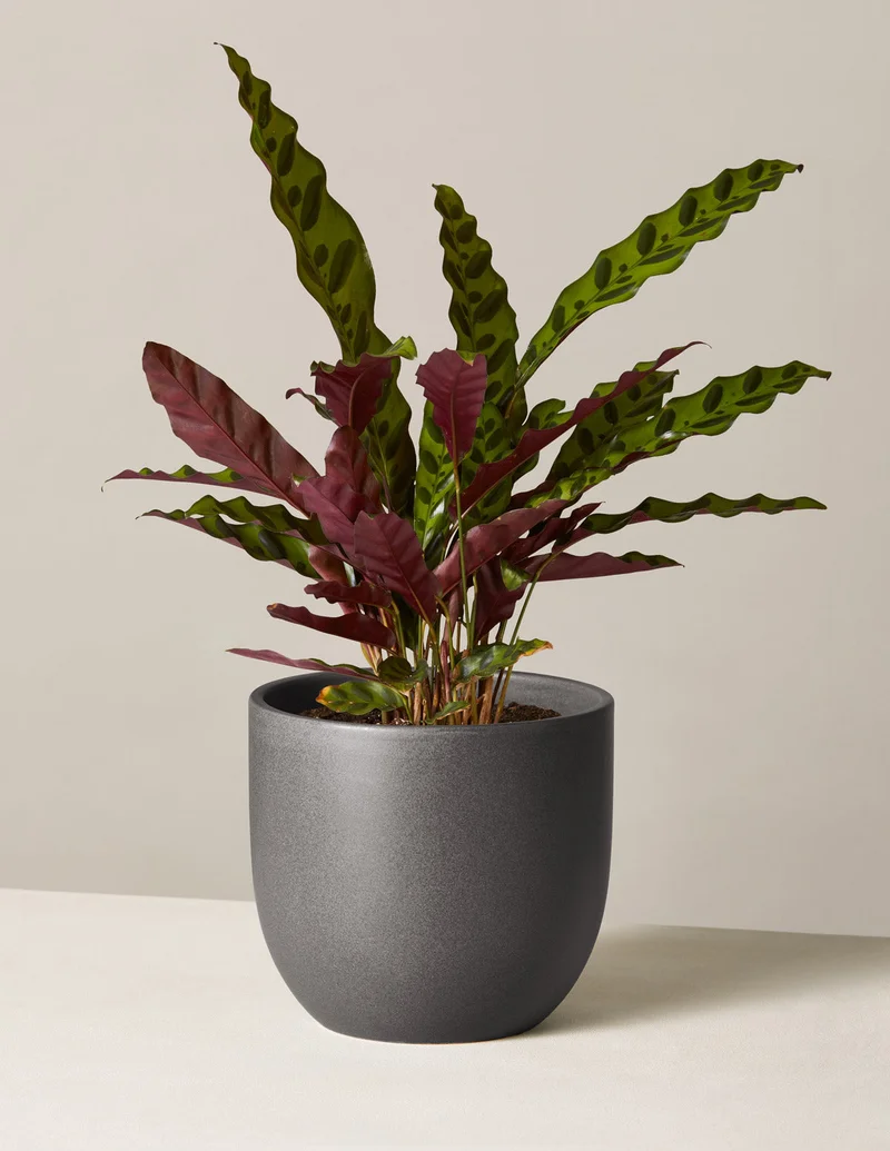 Image of Calathea Rattlesnake