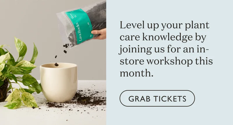 Level up your plant care knowledge by joining us for an in-store workshop this month. Grab tickets.