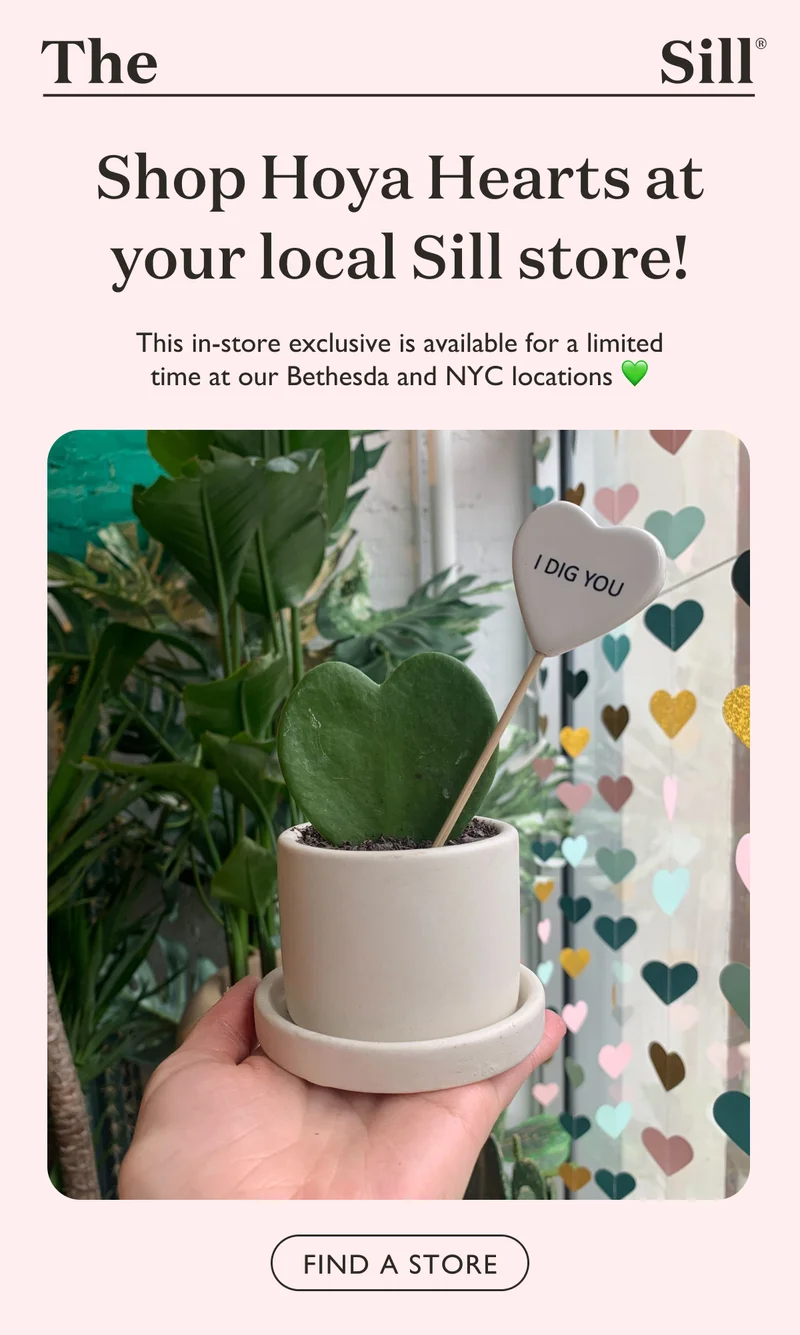 Shop Hoya Hearts at your local Sill store! These in-store exclusives are available for a limited time at our Bethesda and NYC locations.