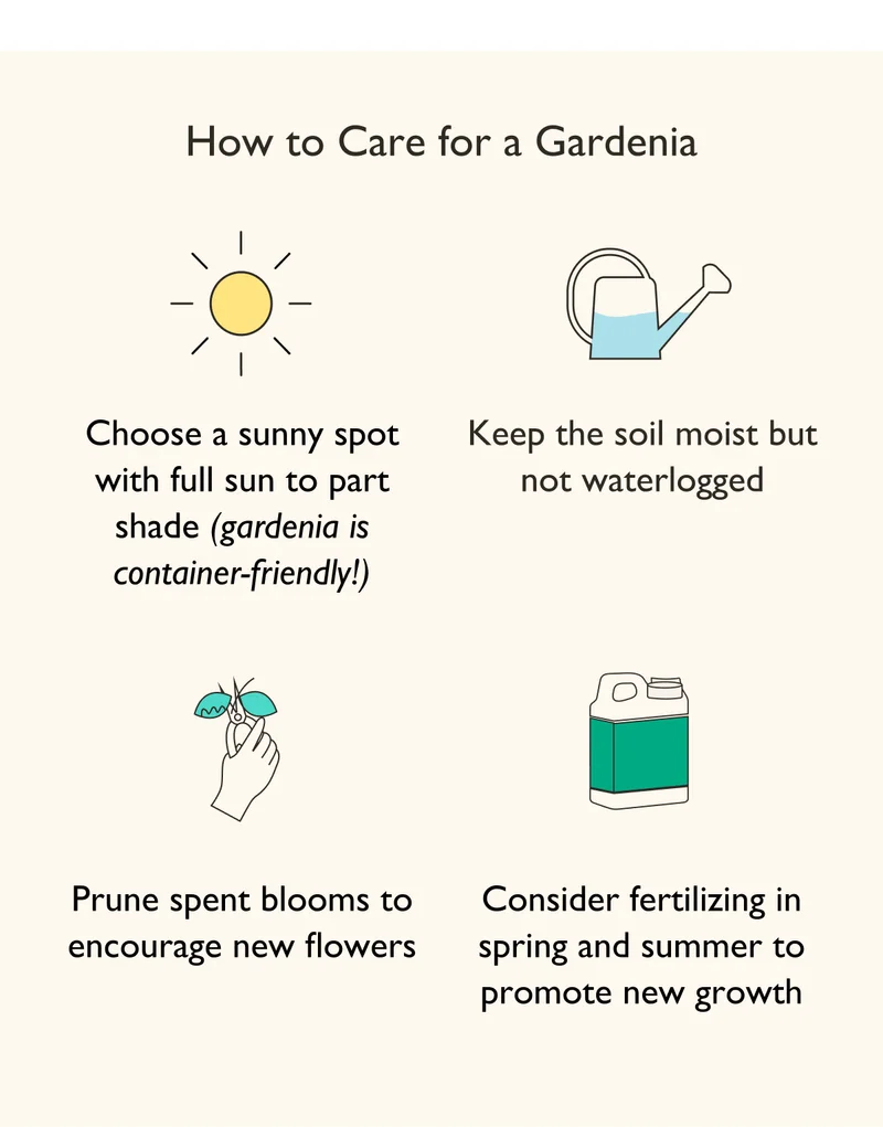 To care for a Gardenia, choose a sunny spot with full sun to part shade. Keep the soil moist but not waterlogged. And prune spent blooms to encourage new flowers.