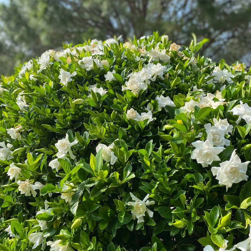 Image of Frost Proof Gardenia