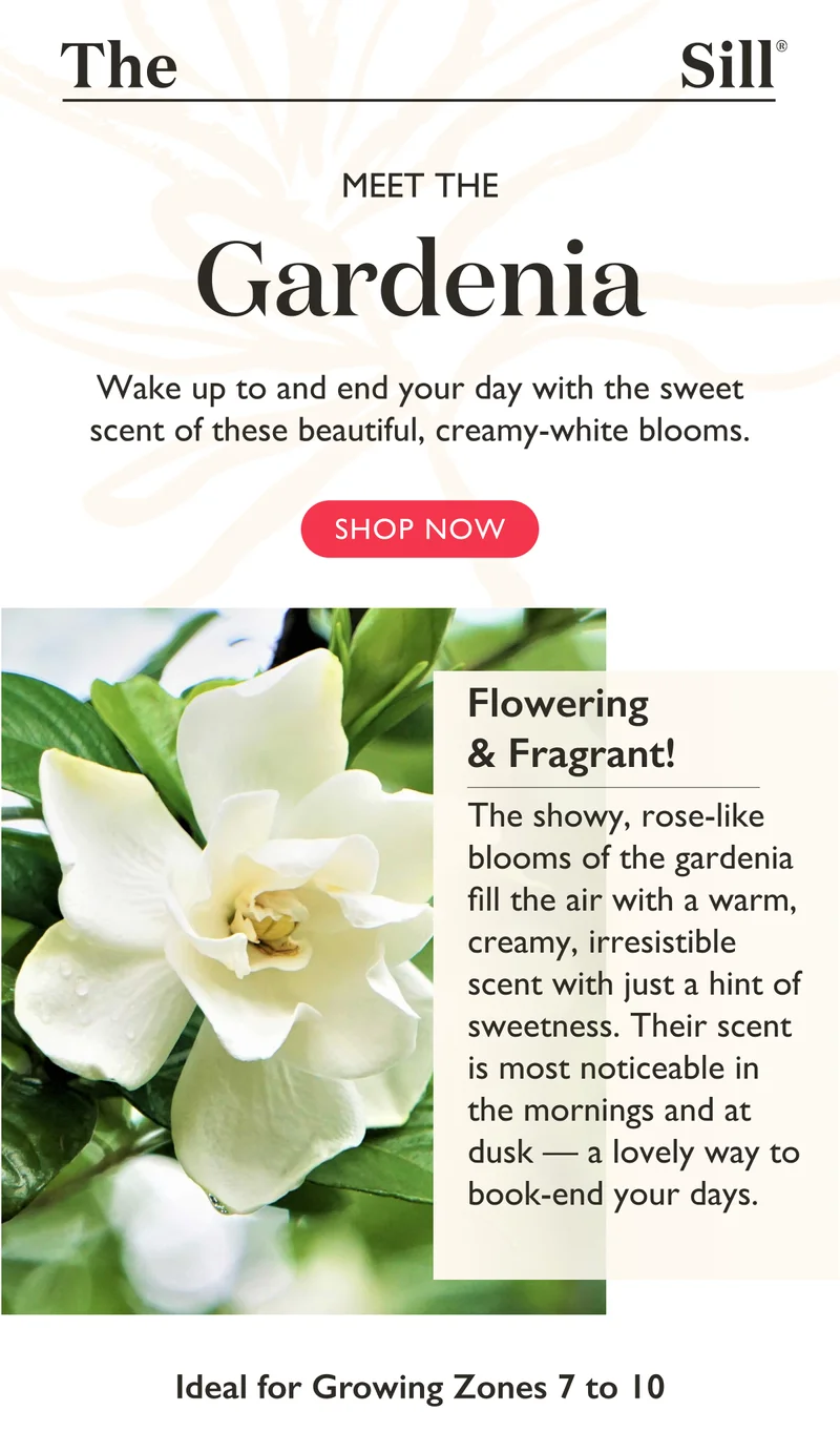 Meet the Gardenia: Wake up to and end your day with the sweet scent of these beautiful, creamy-white blooms.