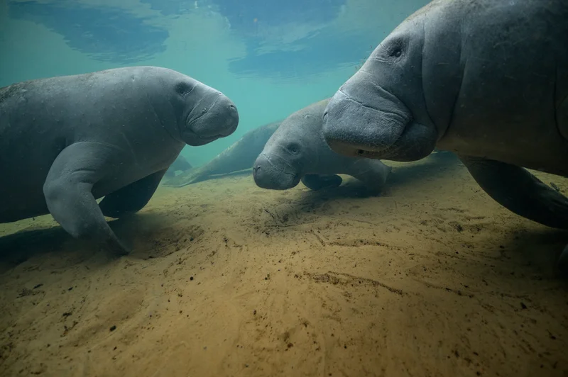 Manatees gather on the sandy bottom near Homosassa Springs, where the water is warm in winter. Naturally forming warm water inlets were where manatees used to spend the winter, but urban development destroyed their natural hydrology.