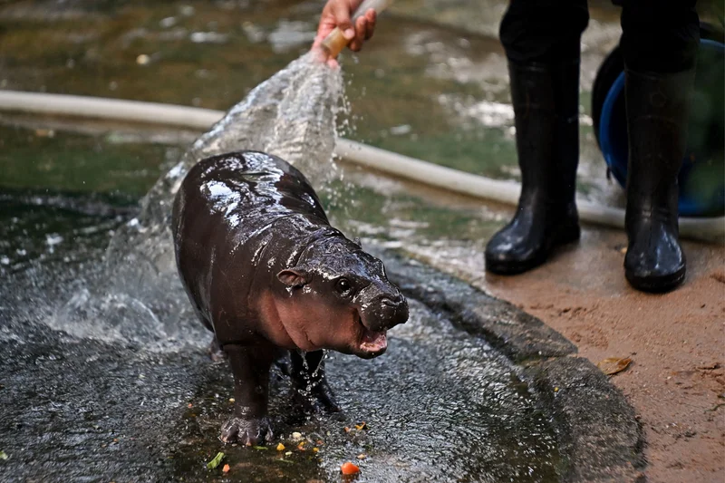 Moo Deng, a two-month-old female pygmy hippo who has recently become a viral internet sensation, is showered by a zookeeper at Khao Kheow Open Zoo in Thailand on September 15, 2024.