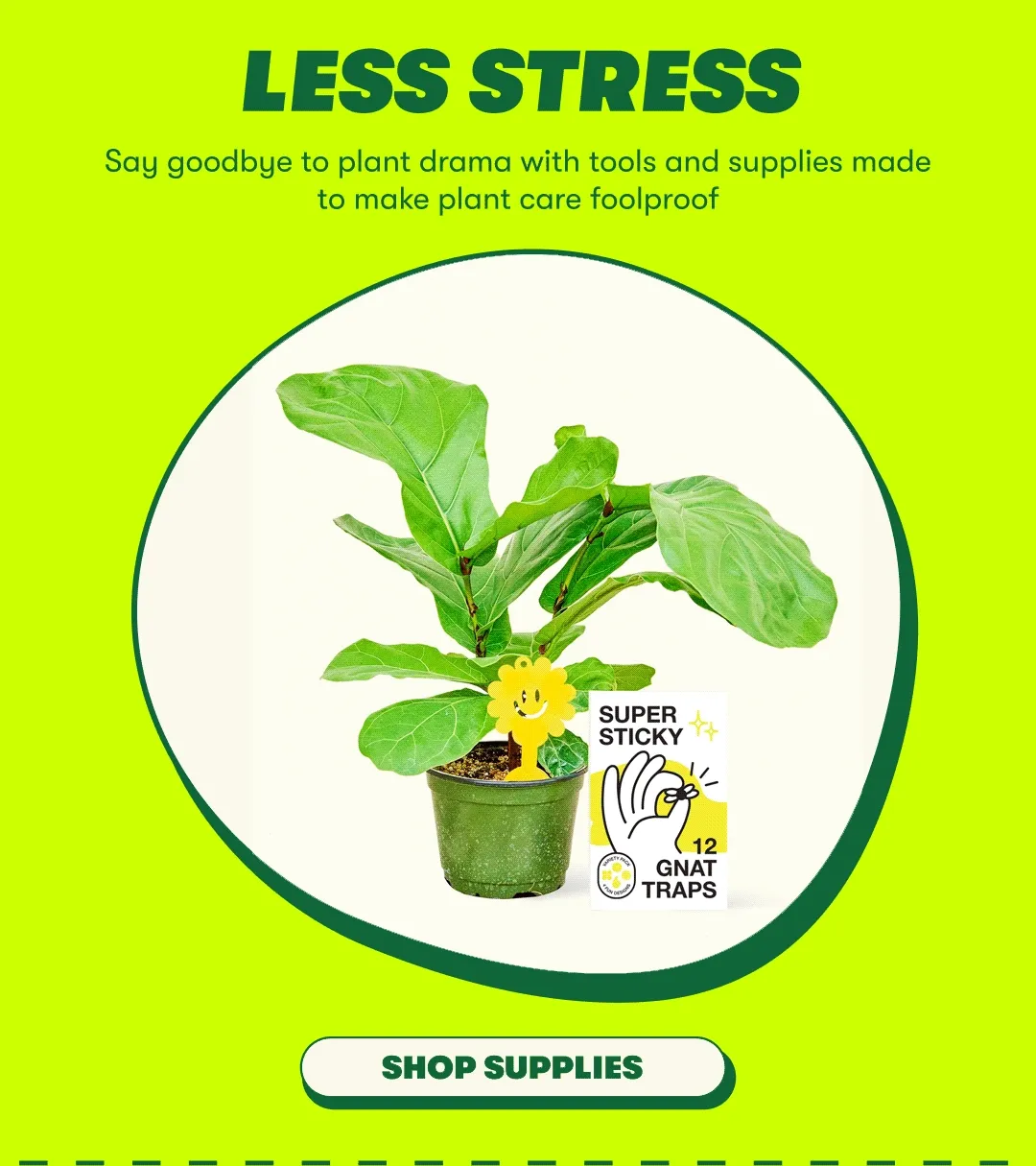 LESS STRESS | Say goodbye to plant drama with tools and supplies made to make plant care foolproof [SHOP SUPPLIES]