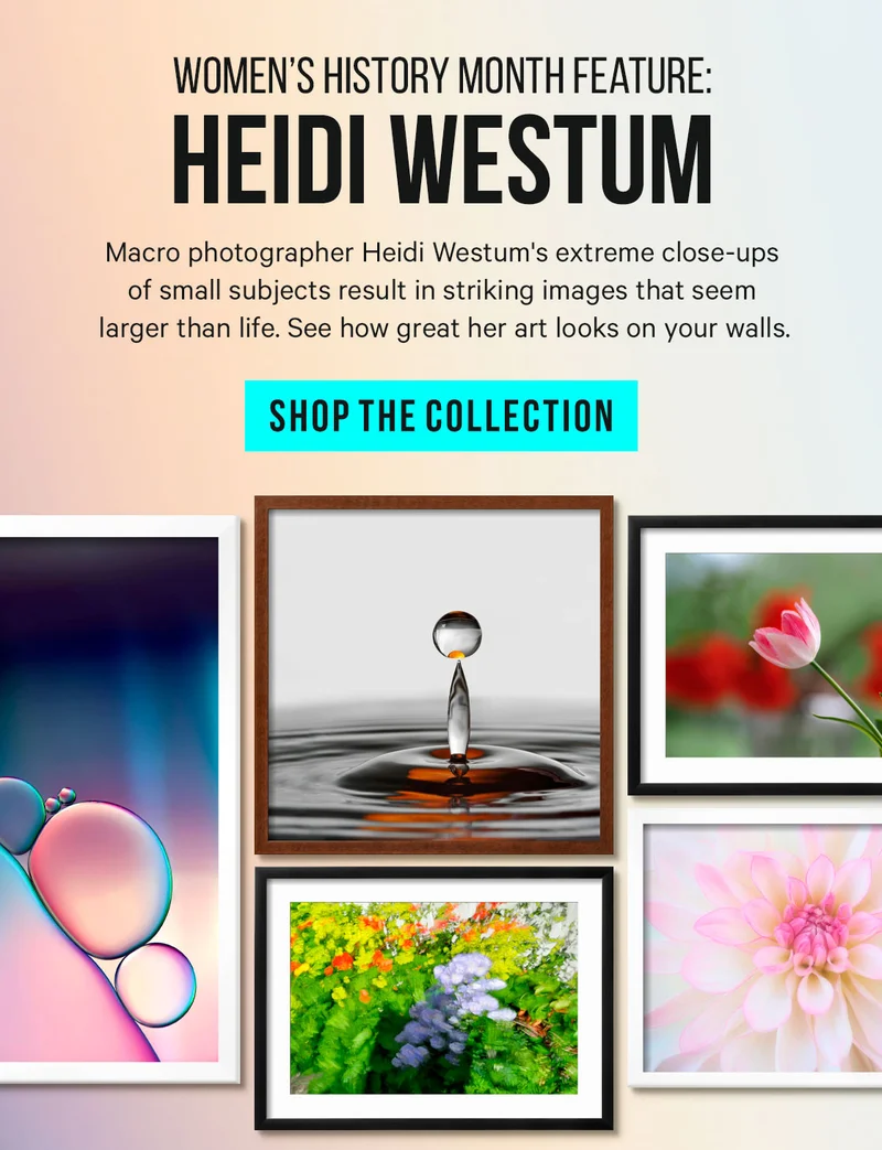 Women’s History Month Feature: Heidi Westum  Macro photographer Heidi Westum's extreme close-ups of small subjects result in striking images that seem larger than life. See how great her art looks on your walls.