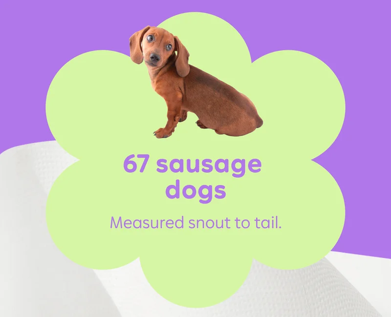 67 sausage dogs. Measured snout to tail.