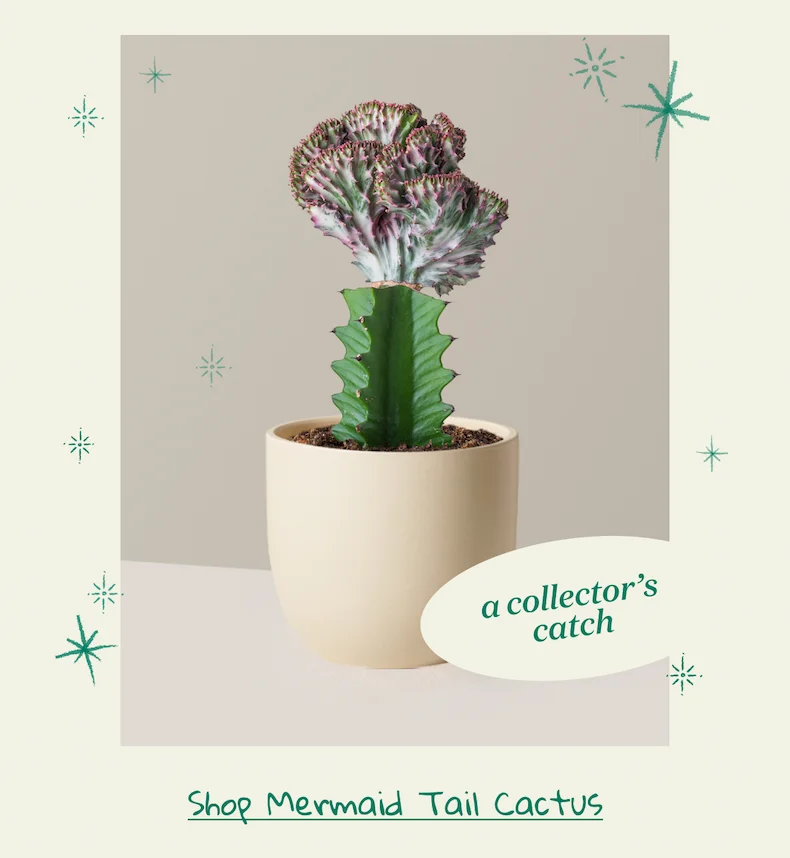 Shop Mermaid Tail Cactus