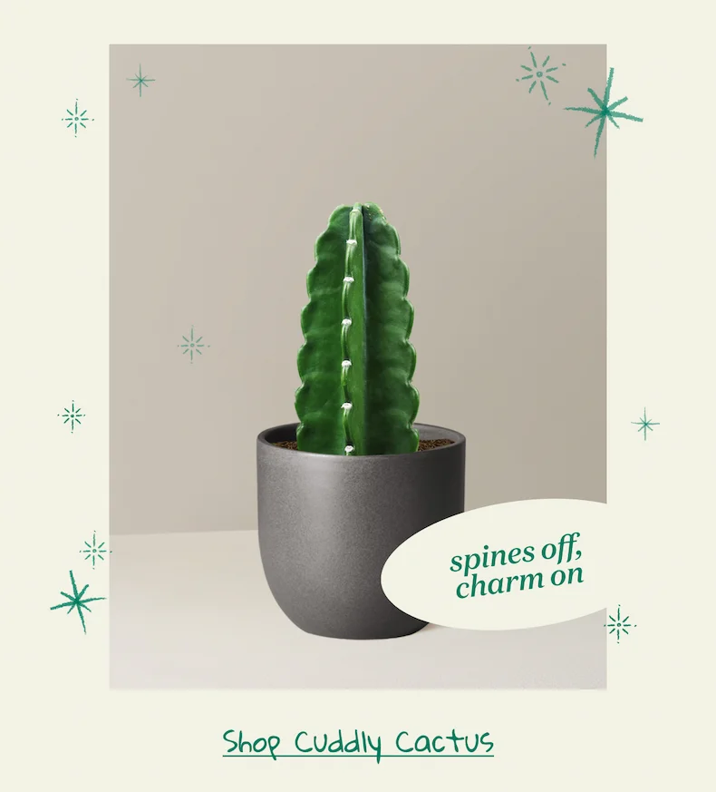 Shop Cuddly Cactus