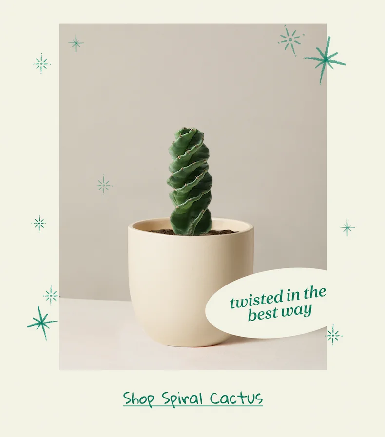 Shop Spiral Cactus