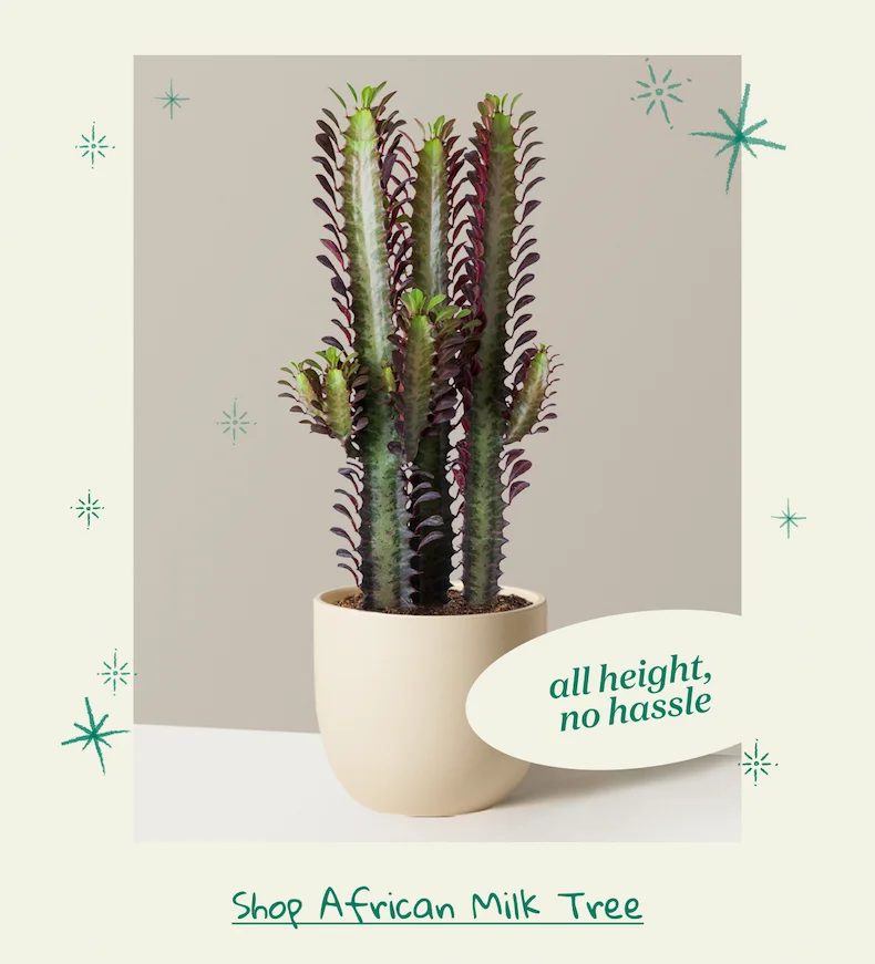 Shop African Milk Tree