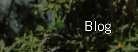 Blog