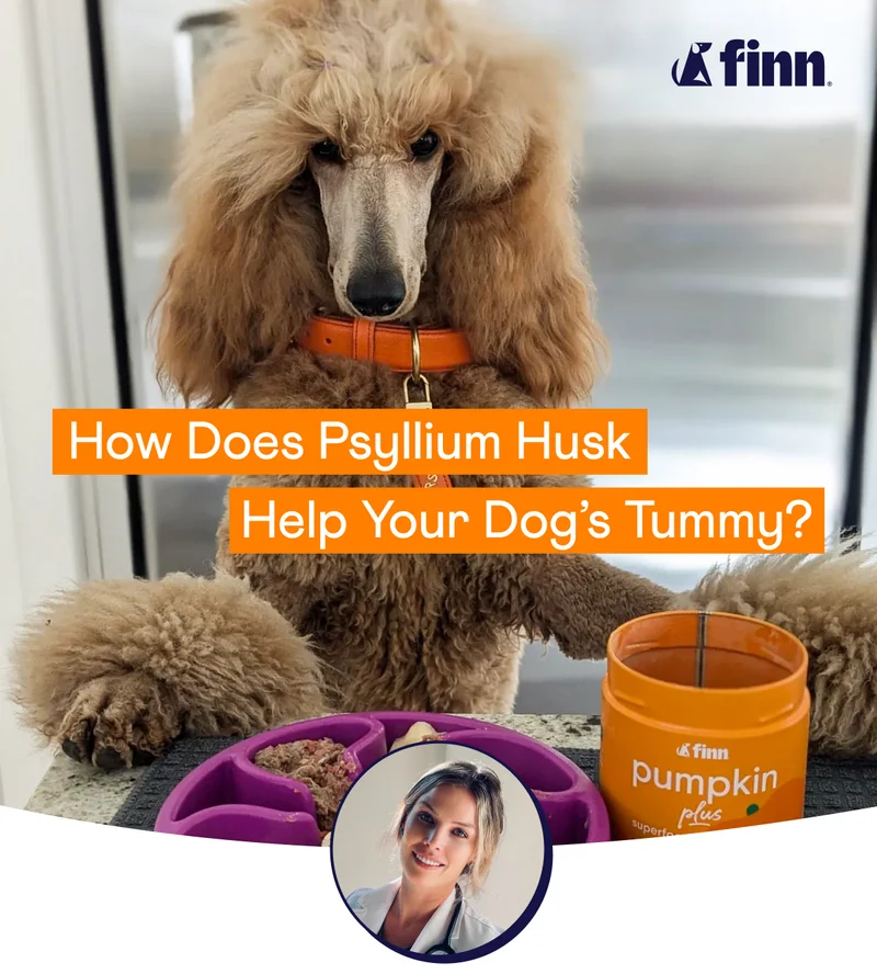 How Does Psyllium Husk Help Your Dog's Tummy?