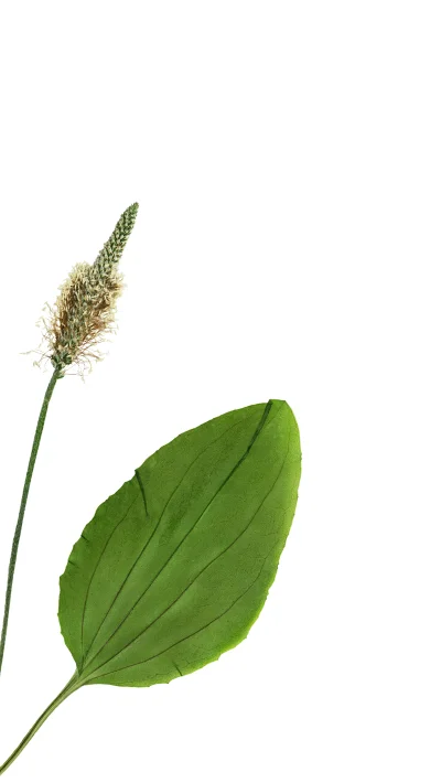 psyllium husk