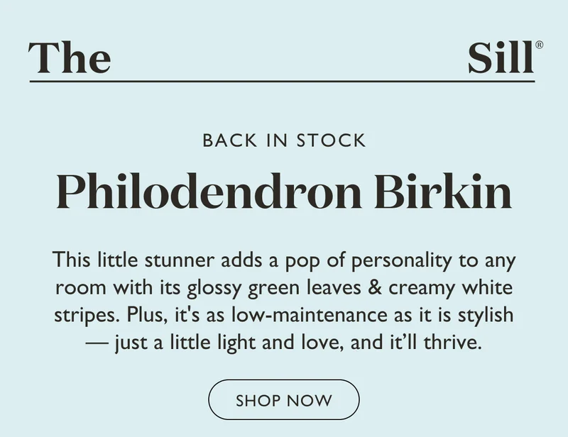 Back In Stock: Philodendron Birkin