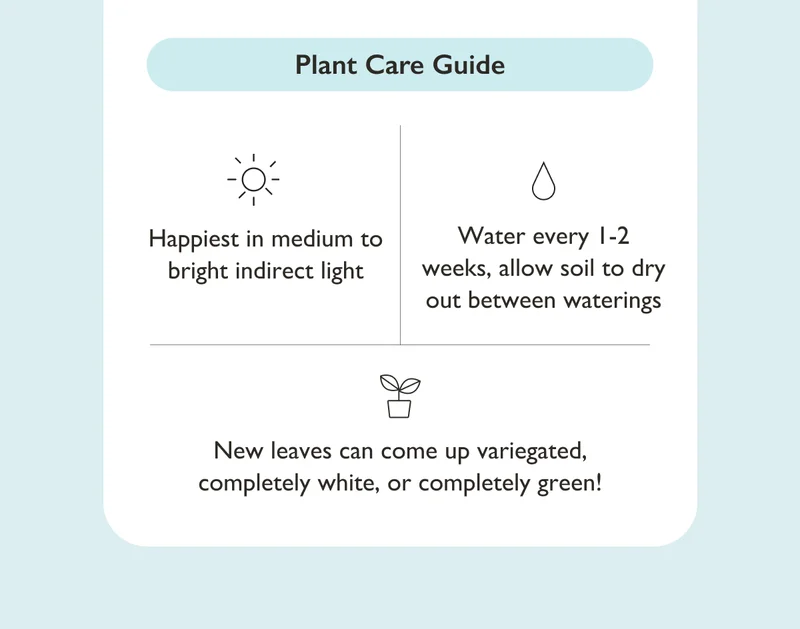 Birkin Plant Care Guide