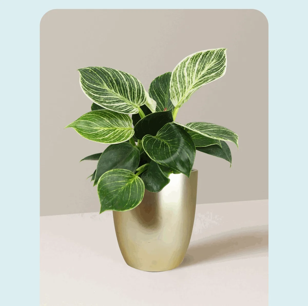 Shop the It Plant of the Season