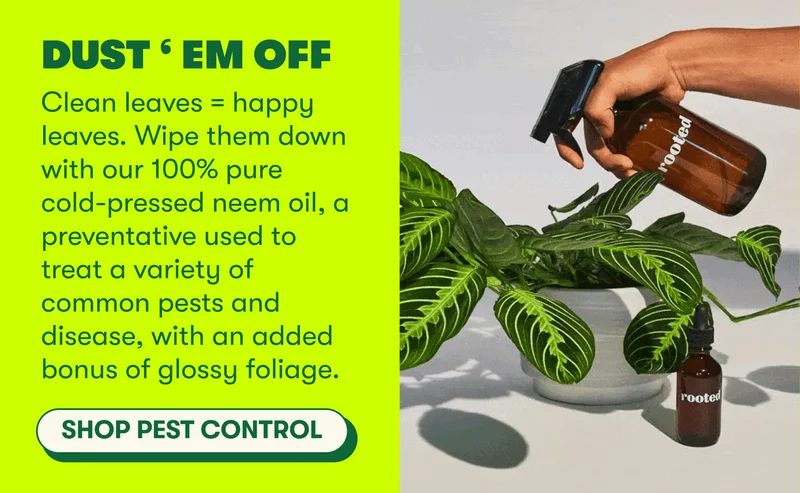 Dust ‘ Em Off Clean leaves = happy leaves. Wipe them down with our 100% pure cold-pressed neem oil, a preventative used to treat a variety of common pests and disease, with an added bonus of glossy foliage.  [SHOP PEST CONTROL]