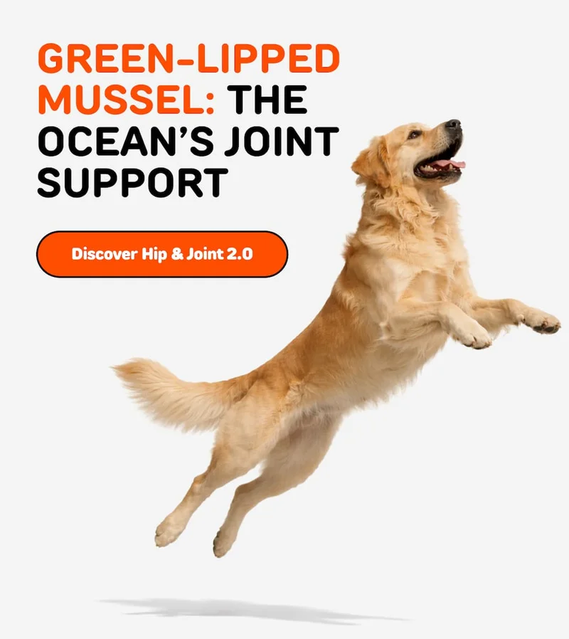 GREEN-LIPPED MUSSEL:&nbsp;THE OCEAN’S JOINT SUPPORT