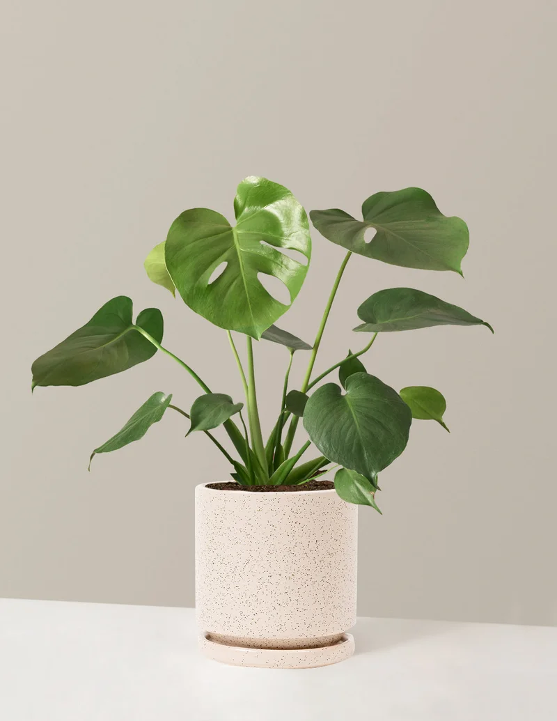 Image of Monstera Deliciosa
