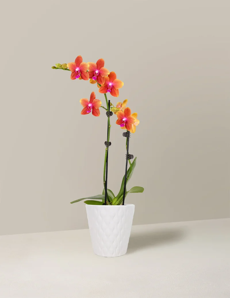 Image of Petite Sunset Orchid