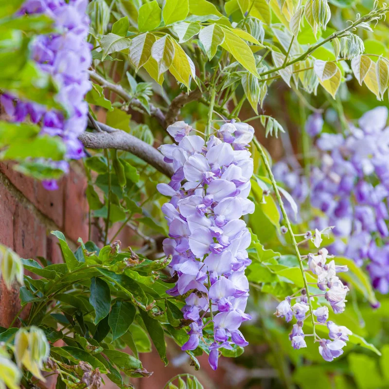 Image of Amethyst Falls Wisteria