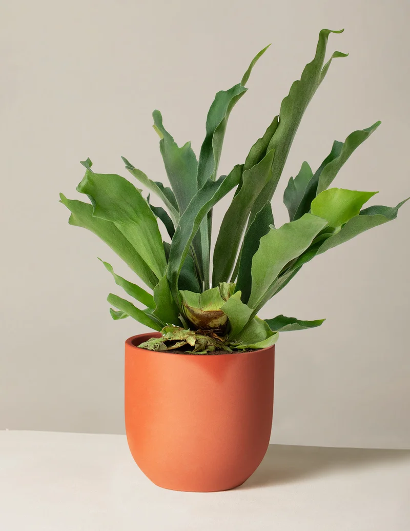 Image of Staghorn Fern