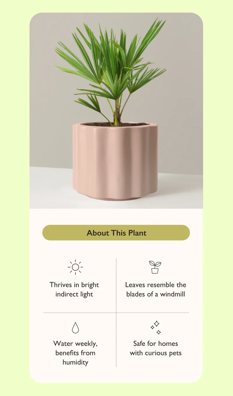 The Windmill Palm is loved for its tropical appearance. This leafy, pet-friendly palm can grow a foot a year under optmal conditions. Jungle vibes inside? Yes, please.