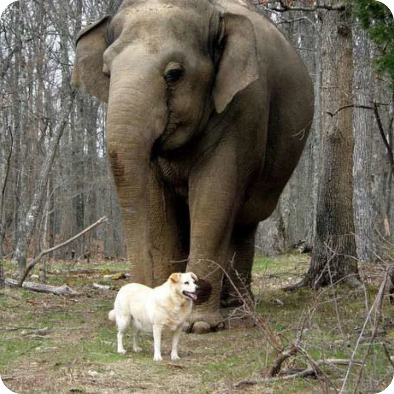 Tarra and Bella