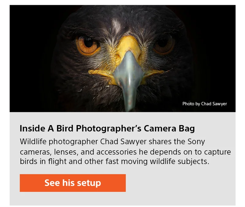 Inside A Bird Photographer’s Camera Bag | Wildlife photographer Chad Sawyer shares the Sony cameras, lenses, and accessories he depends on to capture birds in flight and other fast moving wildlife subjects. See his setup