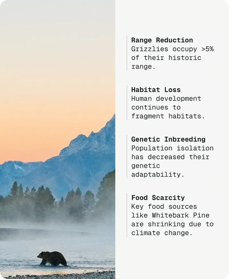 Grizzlies face range reduction, habitat loss, genetic inbreeding, and food scarcity.