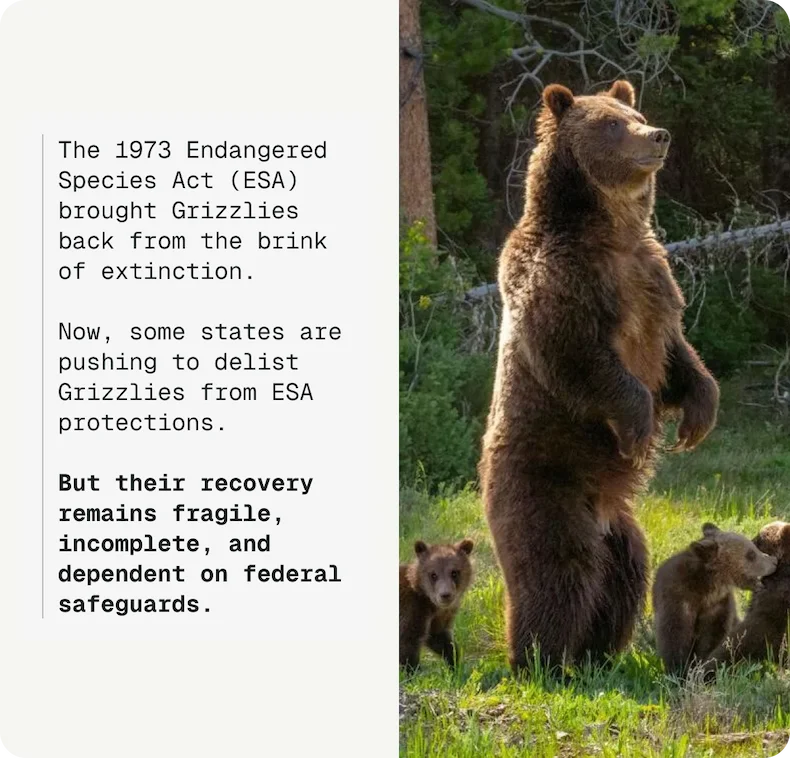 Grizzly recovery remains fragile, incomplete, and dependent on federal safeguards.