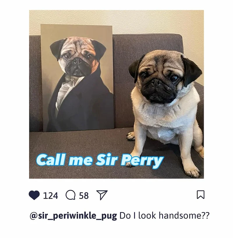 @sir_periwinkle_pug Do I look handsome??