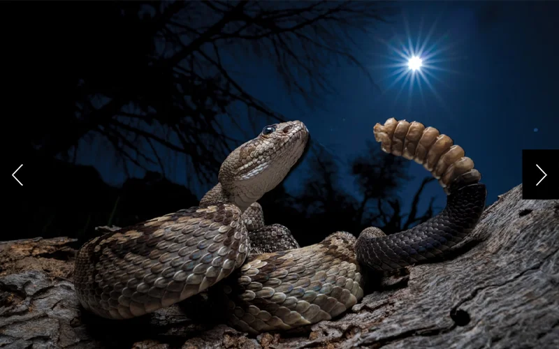 This rattler coils atop a log after a motorist shifted it from a dangerous spot on a road in the Davis Mountains of West Texas. To raise their body heat, snakes often bask on warm surfaces when the temperature cools.