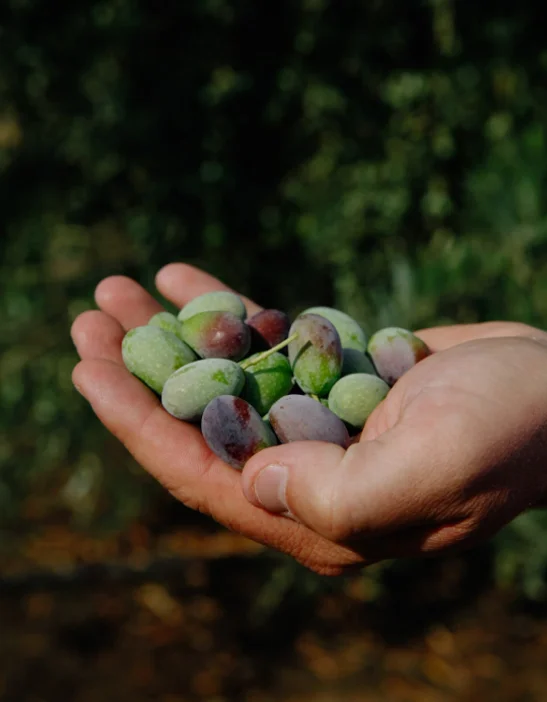 The juice from the olive fruit yields the healthiest cooking oil of all. Here farm manager Jim Etters holds Frantoio olives plucked from a grove in Seka Hills in Brooks, California.