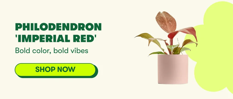 Philodendron 'Imperial Red'