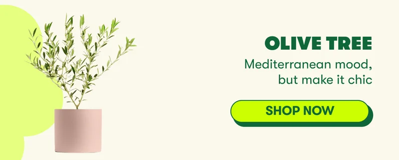 Olive Tree